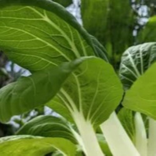 Bok Choy - Locally Grown