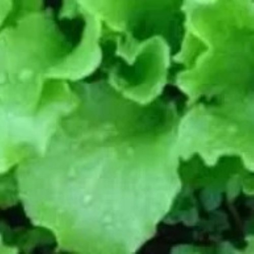 Lettuce - Grand Rapids - Locally Grown 