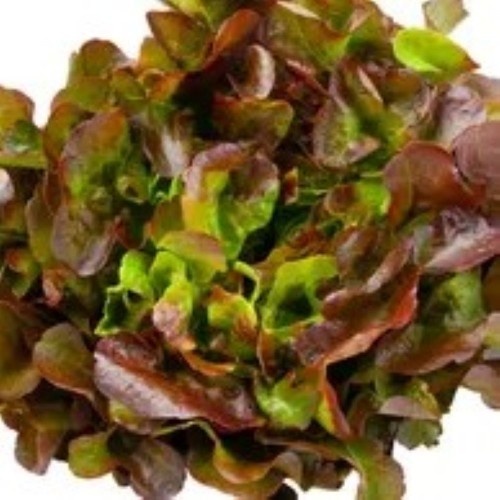 Lettuce - Red Oak - Locally Grown 