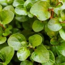 Watercress - Locally Grown - per 100 g