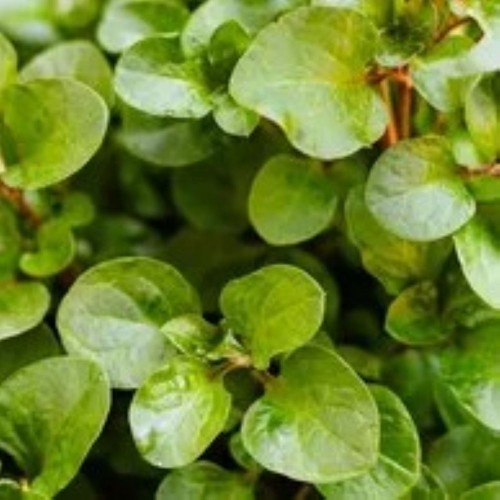 Watercress - Locally Grown - per 100 g