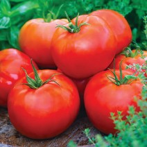 Tomatoes - Beefsteak - Locally Grown - 1 Quart