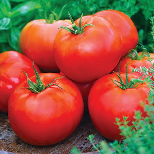 Tomatoes - Beefsteak - Locally Grown - 1 Quart