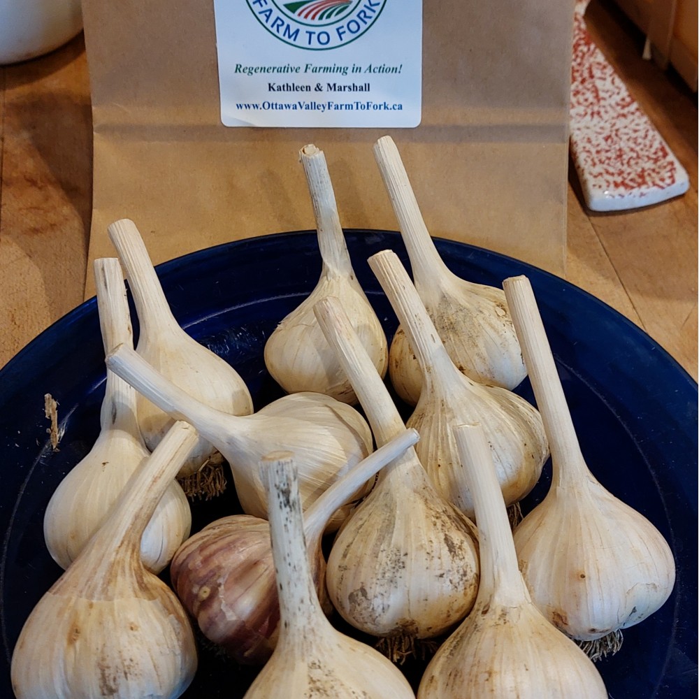Garlic | 1lb bag